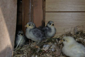 andalusianbantam4.jpg